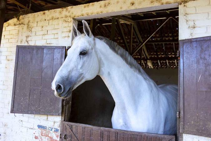 Baias modernas abrigam os cavalos(foto: Vinicius Cardoso/Esp. CB/D.A Press) Baias modernas abrigam os cavalos(foto: Vinicius Cardoso/Esp. CB/D.A Press)
