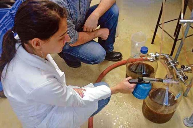 Raquel Aizemberg testa a cana-de-açúcar como adjunto do malte: o uso da planta dá à cerveja uma cor que agradou aos consumidores (foto: EEL/Divulgação ) Raquel Aizemberg testa a cana-de-açúcar como adjunto do malte: o uso da planta dá à cerveja uma cor que agradou aos consumidores (foto: EEL/Divulgação )