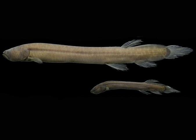 O Tarumania walkerae chega a 17cm e precisa ir à superfície para respirar: identificações de novas espécies demoram muito tempo, até um século, para serem concluídas (foto: Acervo/Inpa ) O Tarumania walkerae chega a 17cm e precisa ir à superfície para respirar: identificações de novas espécies demoram muito tempo, até um século, para serem concluídas (foto: Acervo/Inpa )