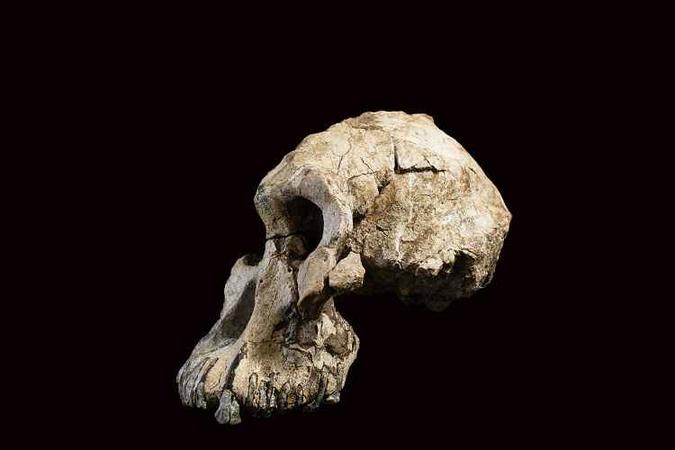 Crânio foi encontrado em estado 'notavelmente completo' na Etiópia, abalando, mais uma vez, nossa visão da evolução (foto: AFP/Divulgação) Crânio foi encontrado em estado 'notavelmente completo' na Etiópia, abalando, mais uma vez, nossa visão da evolução (foto: AFP/Divulgação)