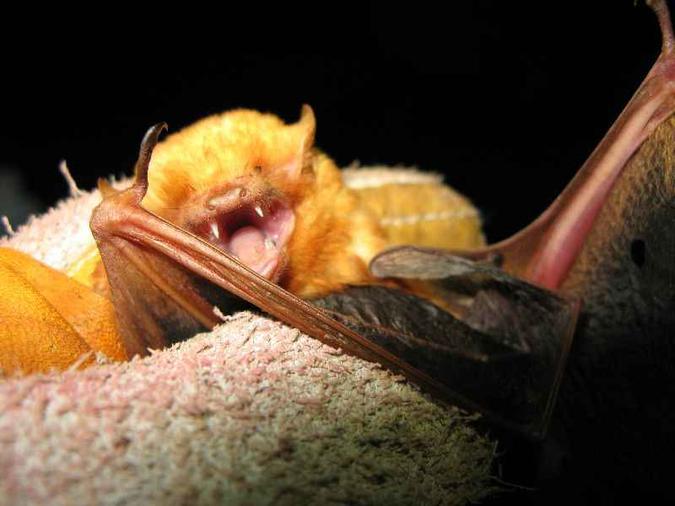 Animal Que Suga Sangue De Galinhas Estudos Sugerem Papel De Morcegos E Cobras Na Origem Do