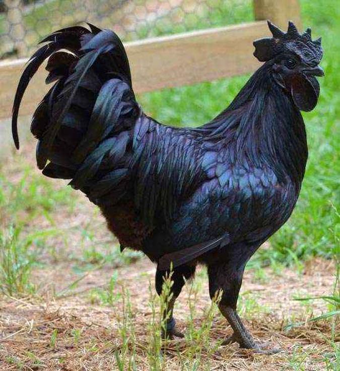 As Galinhas Mais Caras Do Mundo Especie Rara De Galinha Totalmente Preta Pode Custar Ate R 5 Mil