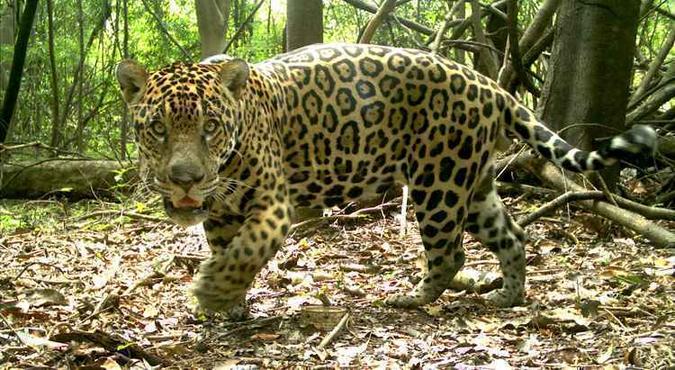 No corpo do felino foram identificadas cinco larvas de um tipo de mosca raramente visto na várzea: animais são monitorados via satélite(foto: Instituto Mamirauá/Divulgação) No corpo do felino foram identificadas cinco larvas de um tipo de mosca raramente visto na várzea: animais são monitorados via satélite(foto: Instituto Mamirauá/Divulgação)