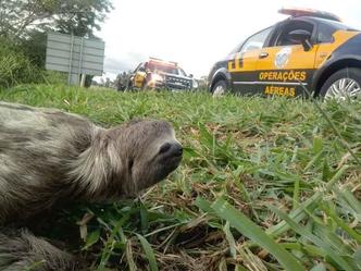 Agentes do Detran-DF retiraram o bicho-preguiça da rodovia. Em seguida, o animal foi solto em uma área de mata da região(foto: Detran-DF/ divulgação) Agentes do Detran-DF retiraram o bicho-preguiça da rodovia. Em seguida, o animal foi solto em uma área de mata da região(foto: Detran-DF/ divulgação)