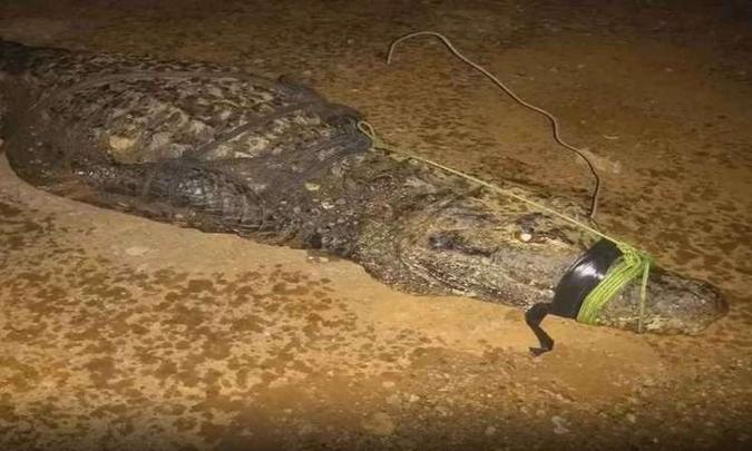 O animal estava no Zoológico de Brasília desde quando foi resgatado pelo BPMA na última terça-feira (19/4)(foto: Divulgação/BPMA) O animal estava no Zoológico de Brasília desde quando foi resgatado pelo BPMA na última terça-feira (19/4)(foto: Divulgação/BPMA)