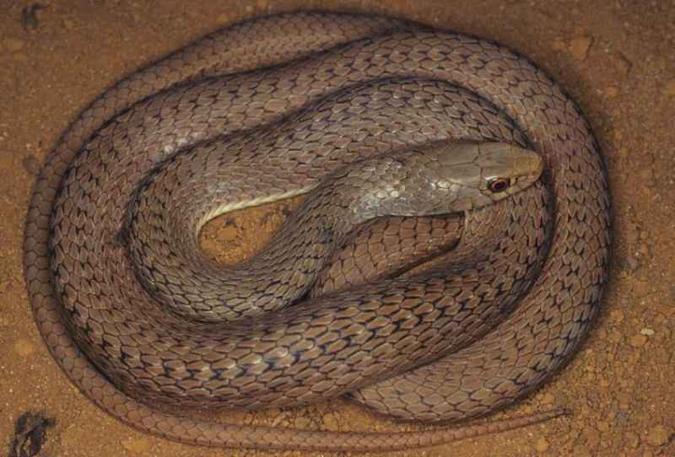 Serpente Philodryas lívida(foto: Cristiano Nogueria /ICMBio) Serpente Philodryas lívida(foto: Cristiano Nogueria /ICMBio)