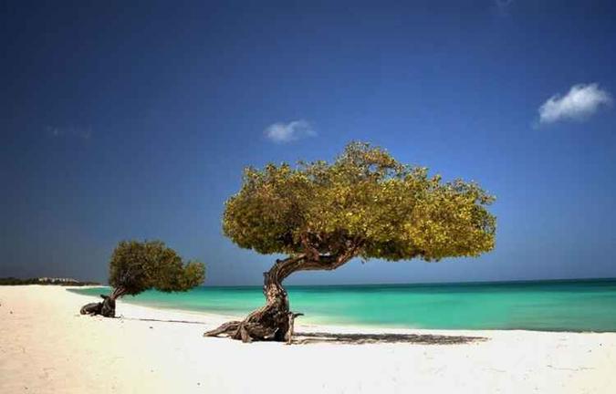A árvores conhecida como Divi-Divi é típica e se assemelha muito às espécies do cerrado, por causa do tronco retorcido(foto: Autoridade de Turismo de Aruba (ATA)/Divulgação) A árvores conhecida como Divi-Divi é típica e se assemelha muito às espécies do cerrado, por causa do tronco retorcido(foto: Autoridade de Turismo de Aruba (ATA)/Divulgação)