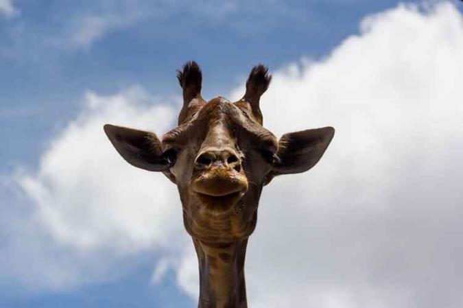 Yvelise, primeira girafa a nascer no zoológico de Brasília (foto: Luiz Filipe Carneiro/FJZB ) Yvelise, primeira girafa a nascer no zoológico de Brasília (foto: Luiz Filipe Carneiro/FJZB )