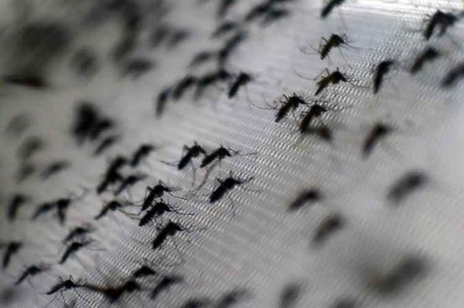Mosquito transmite dengue, chikungunya, zika e febre amarela(foto: AFP PHOTO/CHRISTOPHE SIMON) Mosquito transmite dengue, chikungunya, zika e febre amarela(foto: AFP PHOTO/CHRISTOPHE SIMON)