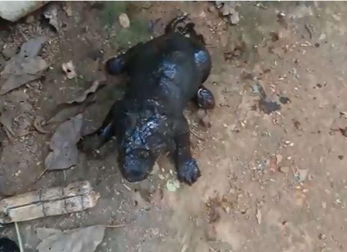 Cães tiveram de ser recuperados sob dejetos em cisterna(foto: Reprodução) Cães tiveram de ser recuperados sob dejetos em cisterna(foto: Reprodução)
