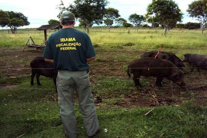 Fiscalização do Ibama de Goiás ao manejo de caça de javali em Goiás(foto: Divulgação Ibama-GO) Fiscalização do Ibama de Goiás ao manejo de caça de javali em Goiás(foto: Divulgação Ibama-GO)
