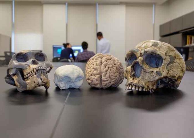 O estudo abrangeu fósseis de 13 espécies, incluindo o mais antigo ancestral humano conhecido, o Australopitecos (foto: Matt Wood, UChicago/Divulgação ) O estudo abrangeu fósseis de 13 espécies, incluindo o mais antigo ancestral humano conhecido, o Australopitecos (foto: Matt Wood, UChicago/Divulgação )