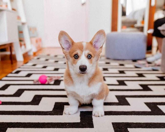 É possível manter um tapete em casa com pets? A Jana Taffarel prova que sim. Tudo vai depender da matéria-prima do acessório, que deve ser de suede, sarja ou lona %u2014 materiais duráveis e resistentes.(foto: Janaina Taffarel/Reprodução) É possível manter um tapete em casa com pets? A Jana Taffarel prova que sim. Tudo vai depender da matéria-prima do acessório, que deve ser de suede, sarja ou lona %u2014 materiais duráveis e resistentes.(foto: Janaina Taffarel/Reprodução)