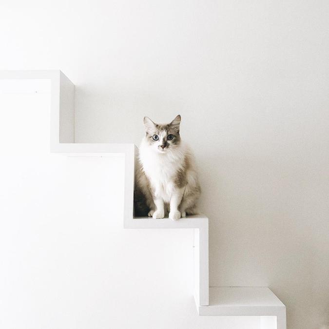 Existem alguns jeitos de fazer um canto especial na casa misturando a decoração tradicional e itens de diversão de pets. A empresária Bárbara Alcântara, %u201Cmãe%u201D de quatro gatinhos, instalou em sua sala percursos de escadas e trilhas de cordas.(foto: Bárbara Alcântara/Reprodução) Existem alguns jeitos de fazer um canto especial na casa misturando a decoração tradicional e itens de diversão de pets. A empresária Bárbara Alcântara, %u201Cmãe%u201D de quatro gatinhos, instalou em sua sala percursos de escadas e trilhas de cordas.(foto: Bárbara Alcântara/Reprodução)