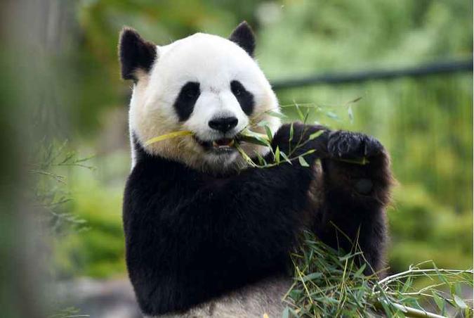 O objetivo é fazer com que os pandas que estão na natureza em diferentes regiões isoladas das províncias de Sichuan, Shaanxi e Gansu se misturem e reproduzam(foto: GUILLAUME SOUVANT / AFP) O objetivo é fazer com que os pandas que estão na natureza em diferentes regiões isoladas das províncias de Sichuan, Shaanxi e Gansu se misturem e reproduzam(foto: GUILLAUME SOUVANT / AFP)