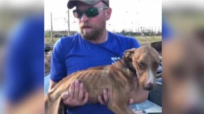 Cachorro Miracle é resgatado após furacão Dorian(foto: Reprodução/ Big Dog Ranch Rescue ) Cachorro Miracle é resgatado após furacão Dorian(foto: Reprodução/ Big Dog Ranch Rescue )