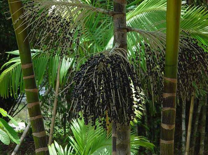 Produção de açaí cresceu 4,1% no Pará, com 147 mil toneladas(foto: Arquivo/Giorgio Venturieri/Embrapa) Produção de açaí cresceu 4,1% no Pará, com 147 mil toneladas(foto: Arquivo/Giorgio Venturieri/Embrapa)