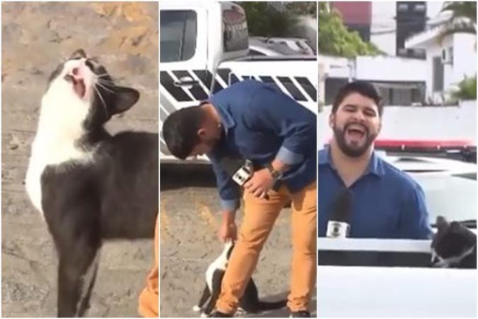 O gatinho fez a festa(foto: Reprodução/Instagram) O gatinho fez a festa(foto: Reprodução/Instagram)