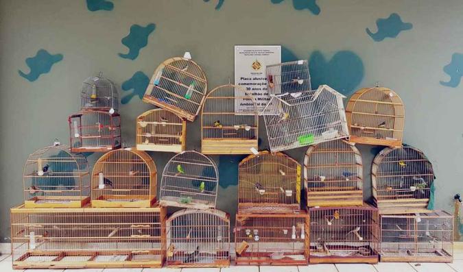 19 gaiolas e 18 pássaros diferentes foram encontrados. Órgãos responsáveis vão avaliar a possibilidade de retorno à natureza(foto: Divulgação / PMDF) 19 gaiolas e 18 pássaros diferentes foram encontrados. Órgãos responsáveis vão avaliar a possibilidade de retorno à natureza(foto: Divulgação / PMDF)