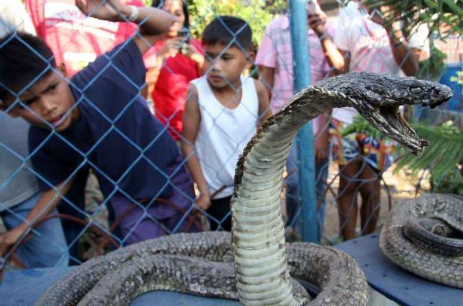A king snake é famosa por predar outras cobras(foto: STR) A king snake é famosa por predar outras cobras(foto: STR)
