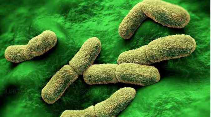 Yersinia pestis, bactéria causadora da peste bubônica(foto: Science/Divulgação)