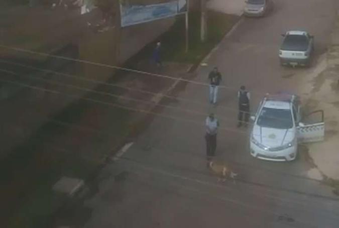 PM atira e mata cachorro em Samambaia(foto: Reprodução) PM atira e mata cachorro em Samambaia(foto: Reprodução)