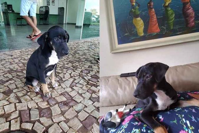 Antes e depois de Veruska: (E) a cadelinha na porta da delegacia, quando sofreu o abuso; e, depois (D), a cachorra no sofá do novo lar (foto: PCDF e Arquivo Pessoal) Antes e depois de Veruska: (E) a cadelinha na porta da delegacia, quando sofreu o abuso; e, depois (D), a cachorra no sofá do novo lar (foto: PCDF e Arquivo Pessoal)