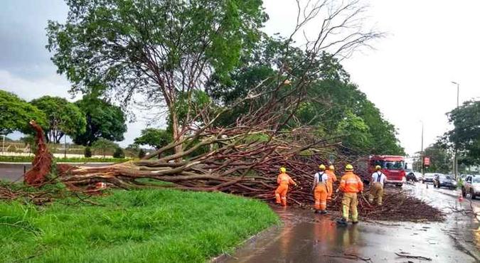Foi necessário interditar duas pistas durante os trabalhos de remoção da ávore na L4 Sul(foto: CBMDF/Divulgação) Foi necessário interditar duas pistas durante os trabalhos de remoção da ávore na L4 Sul(foto: CBMDF/Divulgação)