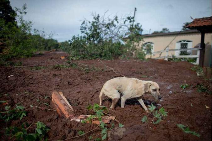 (foto: Mauro Pimentel/AFP) (foto: Mauro Pimentel/AFP)