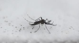 Pesquisadores da agência admitiram que a luta contra o zika será longa e onerosa para os governos(foto: Miguel Schincariol/AFP - 26/10/16) Pesquisadores da agência admitiram que a luta contra o zika será longa e onerosa para os governos(foto: Miguel Schincariol/AFP - 26/10/16)