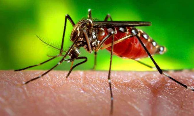 Doenças transmitidas pelo Aedes aegypti apresentam alta em 2019(foto: Ag. Para - Belem- PA) Doenças transmitidas pelo Aedes aegypti apresentam alta em 2019(foto: Ag. Para - Belem- PA)