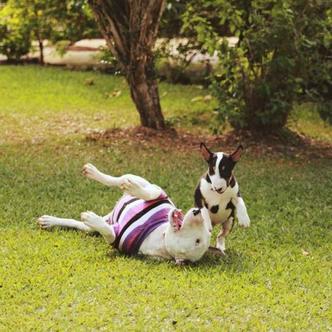 Alguns dos bull terriers do canil de Danilo da Costa Arruda: %u201CQuem tem %u2018bull%u2019 sempre vai querer mais um%u201D(foto: Arquivo Pessoal) Alguns dos bull terriers do canil de Danilo da Costa Arruda: %u201CQuem tem %u2018bull%u2019 sempre vai querer mais um%u201D(foto: Arquivo Pessoal)