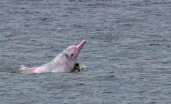 Golfinho rosa nada na costa de Hong Kong(foto: Daniel Sorabji/Files/AFP Photo) Golfinho rosa nada na costa de Hong Kong(foto: Daniel Sorabji/Files/AFP Photo)