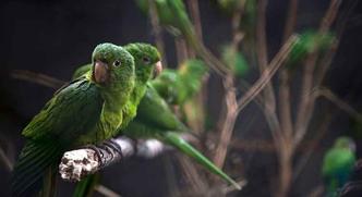 As aves são incentivadas a voar por dois poleiros distantes um do outro, com comida em ambos os lados(foto: Mauro Pimentel / AFP - 25/7/2017) As aves são incentivadas a voar por dois poleiros distantes um do outro, com comida em ambos os lados(foto: Mauro Pimentel / AFP - 25/7/2017)