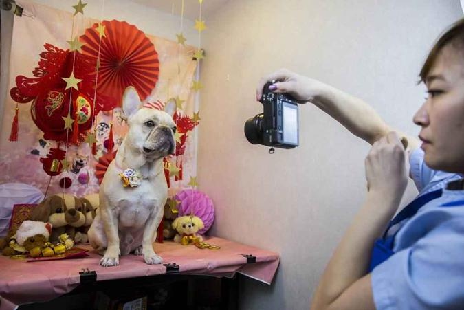 Os donos que pagam por um tratamento recebem como brinde uma foto de seu mascote cercado de bichinhos de pelúcia(foto: Isaac Lawrence/AFP ) Os donos que pagam por um tratamento recebem como brinde uma foto de seu mascote cercado de bichinhos de pelúcia(foto: Isaac Lawrence/AFP )