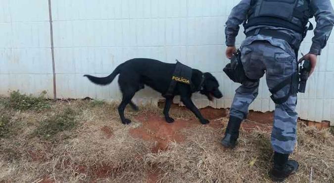 A equipe do Batalhão de Policiamento com Cães (BPCães) também participou da ação. Os animais ajudaram os policiais a localizar as drogas no local(foto: Divulgação/PMDF) A equipe do Batalhão de Policiamento com Cães (BPCães) também participou da ação. Os animais ajudaram os policiais a localizar as drogas no local(foto: Divulgação/PMDF)