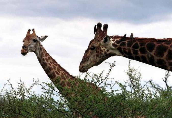 As girafas, até então consideradas como pouco ameaçadas, entra na lista de animais As girafas, até então consideradas como pouco ameaçadas, entra na lista de animais