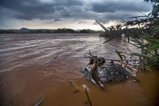 Impacto da barragem atingiu três estados(foto: Instituto Últimos Refúgios / Divulgação - 18/11/15) Impacto da barragem atingiu três estados(foto: Instituto Últimos Refúgios / Divulgação - 18/11/15)