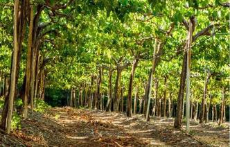 Na fazenda de Huasco Rojas, são mais de 1,2 mil árvores centenárias (foto: Barroeta/CB/D.A Press) Na fazenda de Huasco Rojas, são mais de 1,2 mil árvores centenárias (foto: Barroeta/CB/D.A Press)