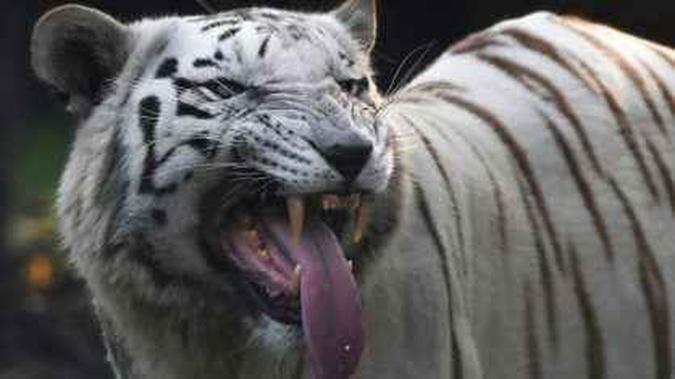 Tigres brancos são animais raros e perigosos -(foto: AFP/Arquivos) Tigres brancos são animais raros e perigosos -(foto: AFP/Arquivos)