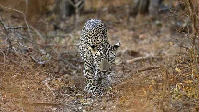 Segundo estimativas oficiais, há entre 12.000 e 14.000 leopardos na Índia(foto: Reuters) Segundo estimativas oficiais, há entre 12.000 e 14.000 leopardos na Índia(foto: Reuters)