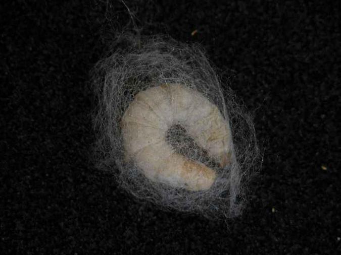 Os nanocasulos foram feitos usando um processo de microengenharia especialmente desenvolvido para essa pesquisa(foto: 2017 Natural Materials Group/Divulgação) Os nanocasulos foram feitos usando um processo de microengenharia especialmente desenvolvido para essa pesquisa(foto: 2017 Natural Materials Group/Divulgação)