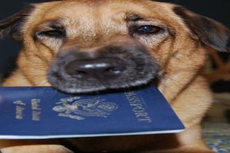 As companhias aéreas fazem exigências diferentes. Países do Mercosul pedem o passaporte do animal(foto: Liztimetravels/Flickr) As companhias aéreas fazem exigências diferentes. Países do Mercosul pedem o passaporte do animal(foto: Liztimetravels/Flickr)