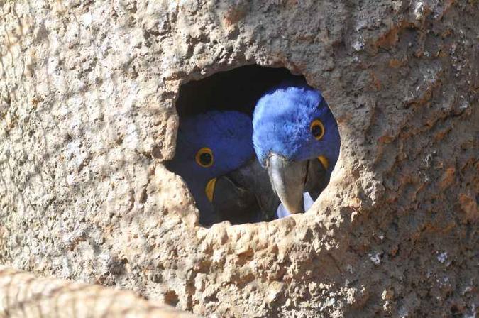 As aves começam a se acomodar em ninhos preparados com exclusividade para elas(foto: Minervino Junior/CB/D.A Press) As aves começam a se acomodar em ninhos preparados com exclusividade para elas(foto: Minervino Junior/CB/D.A Press)