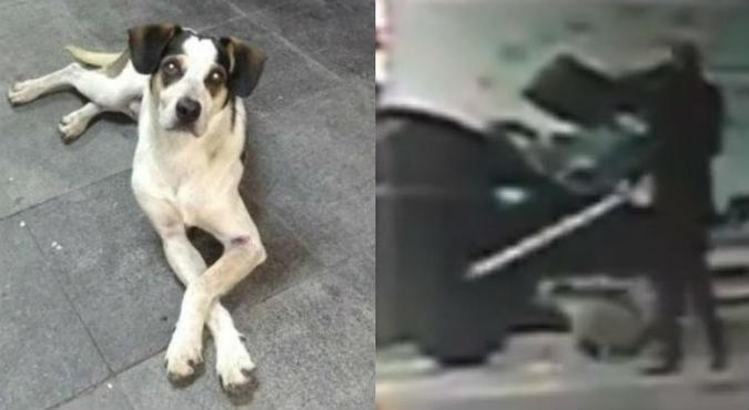 O cachorro que vivia solto na loja do Carrefour teria sido envenenado e espancado até a morte por um segurança(foto: Reprodução) O cachorro que vivia solto na loja do Carrefour teria sido envenenado e espancado até a morte por um segurança(foto: Reprodução)