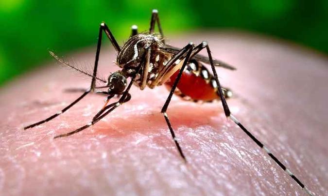 Aedes aegyti transmite dengue, zika e chicungunha. (foto: Reprodução/Internet) Aedes aegyti transmite dengue, zika e chicungunha. (foto: Reprodução/Internet)
