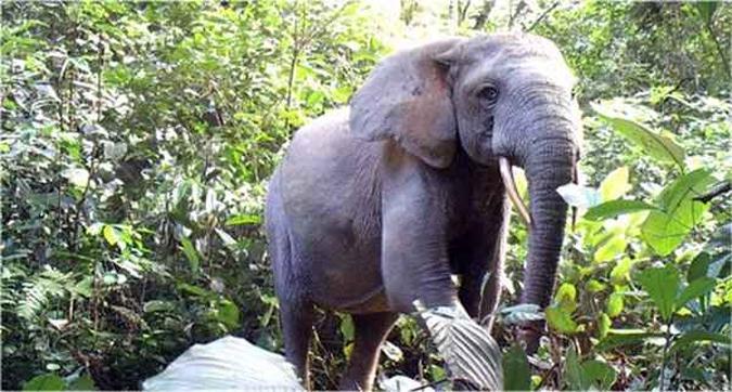 A estimativa é que 25 mil animais foram mortos de 2004 a 2014(foto: John Poulsen/ Duke University) A estimativa é que 25 mil animais foram mortos de 2004 a 2014(foto: John Poulsen/ Duke University)