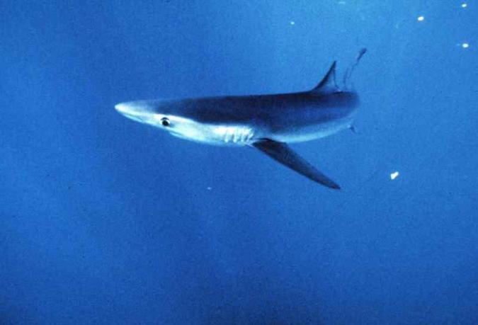 (foto: AP Photo/National Marine Fisheries Service) (foto: AP Photo/National Marine Fisheries Service)