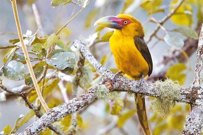 Catálogo reúne espécies de pássaros na Reserva Mata do Passarinho ...