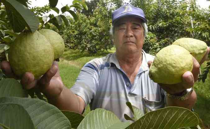 Yukio Yamagata planta goiaba e abacate há mais de trinta anos em uma área de 35 hectares (foto: Ed Alves/CB/D.A Press )